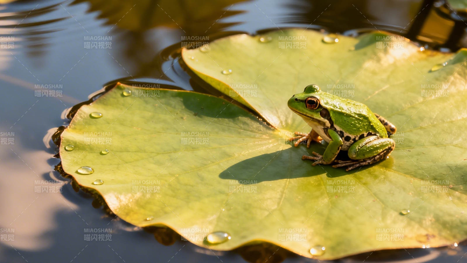 荷叶上的绿蛙静憩图片