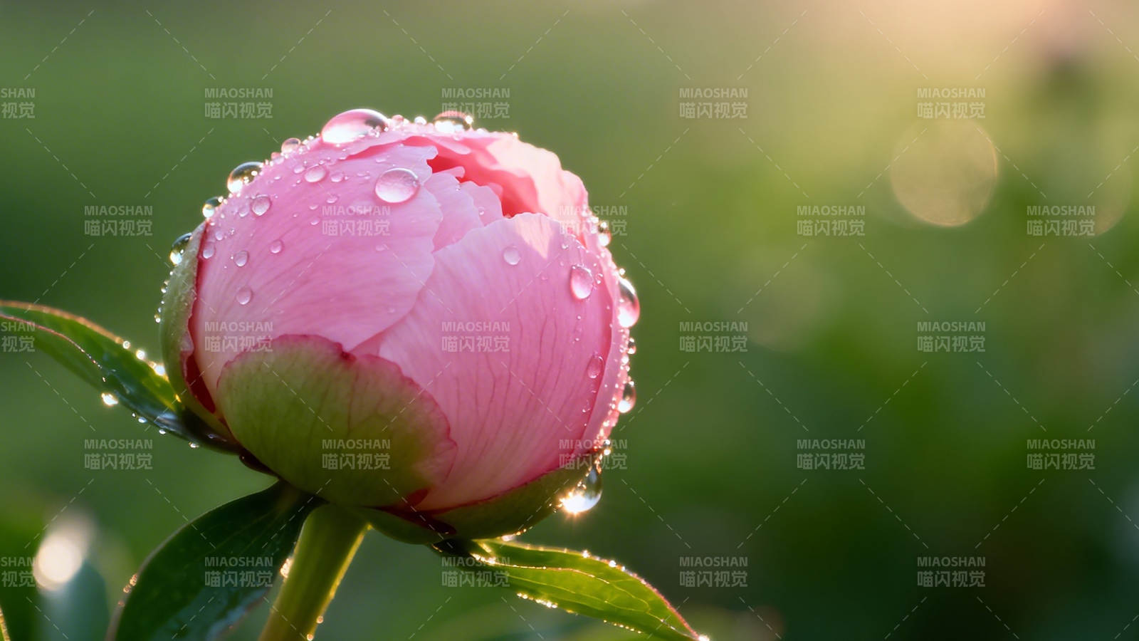 晨露粉芍药 含苞待放时图片