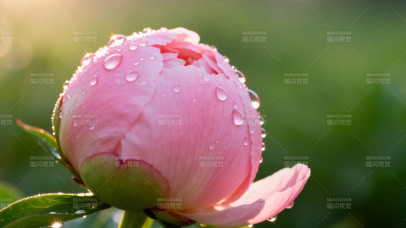 晨露粉芍药 娇嫩欲滴图片