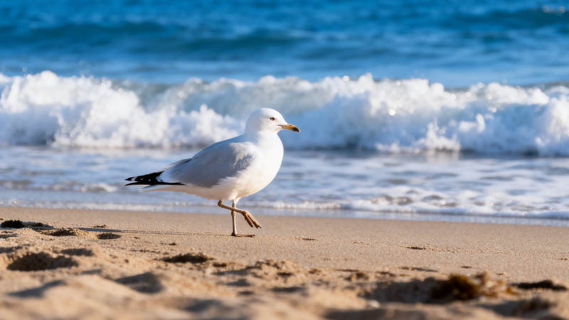 海鸥漫步沙滩 浪花轻拍岸图片