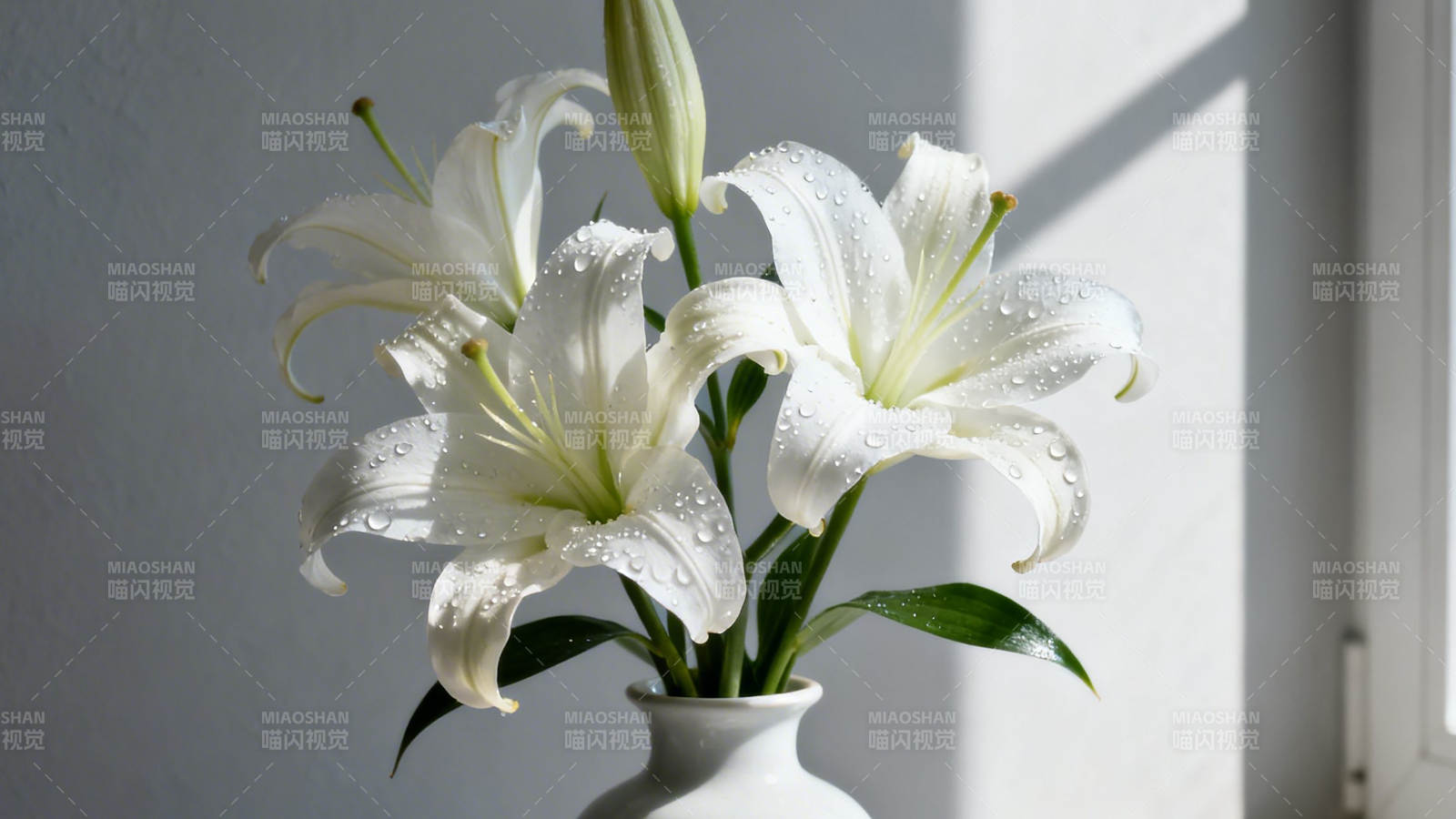 白百合带露 静美如诗图片