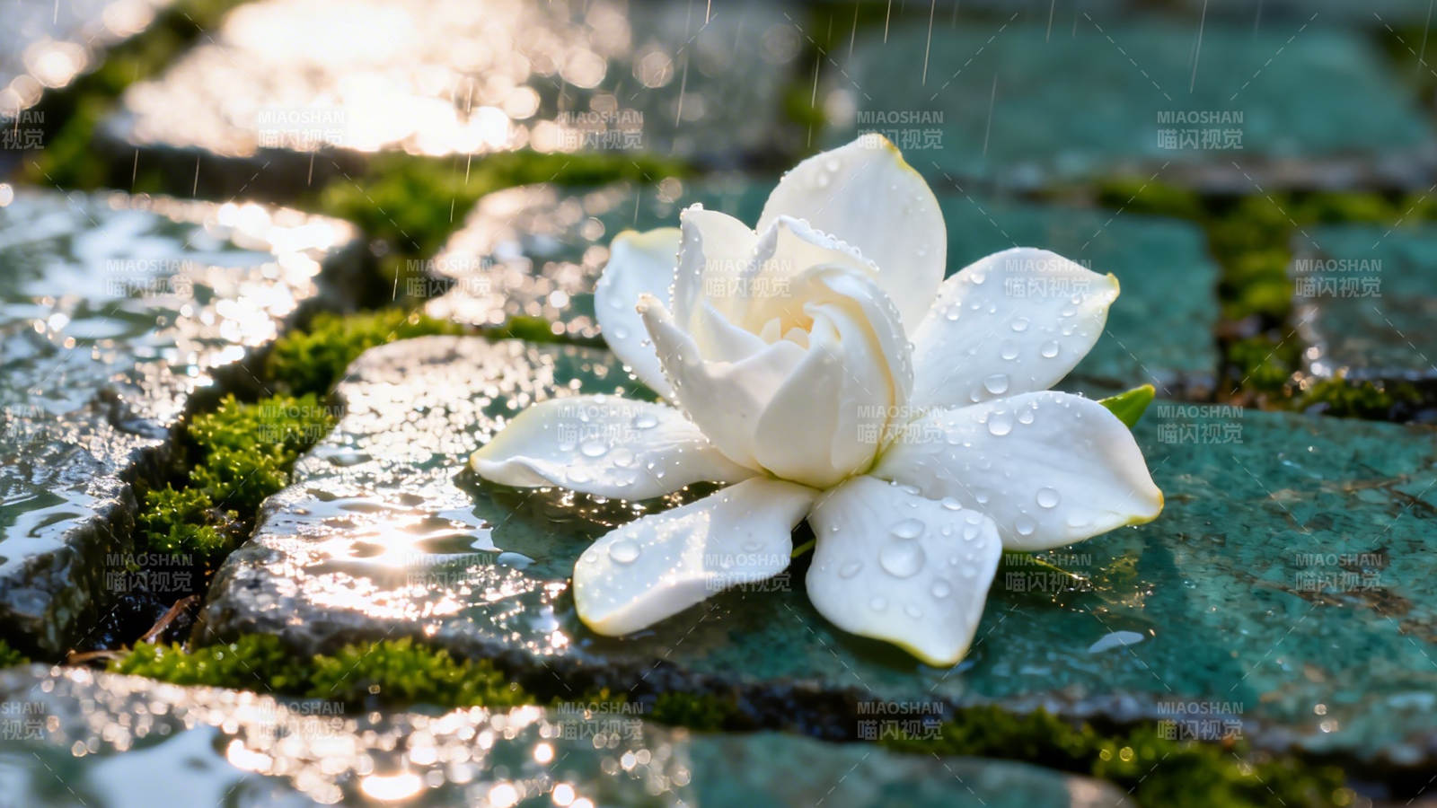 雨落青石 白莲静绽图片