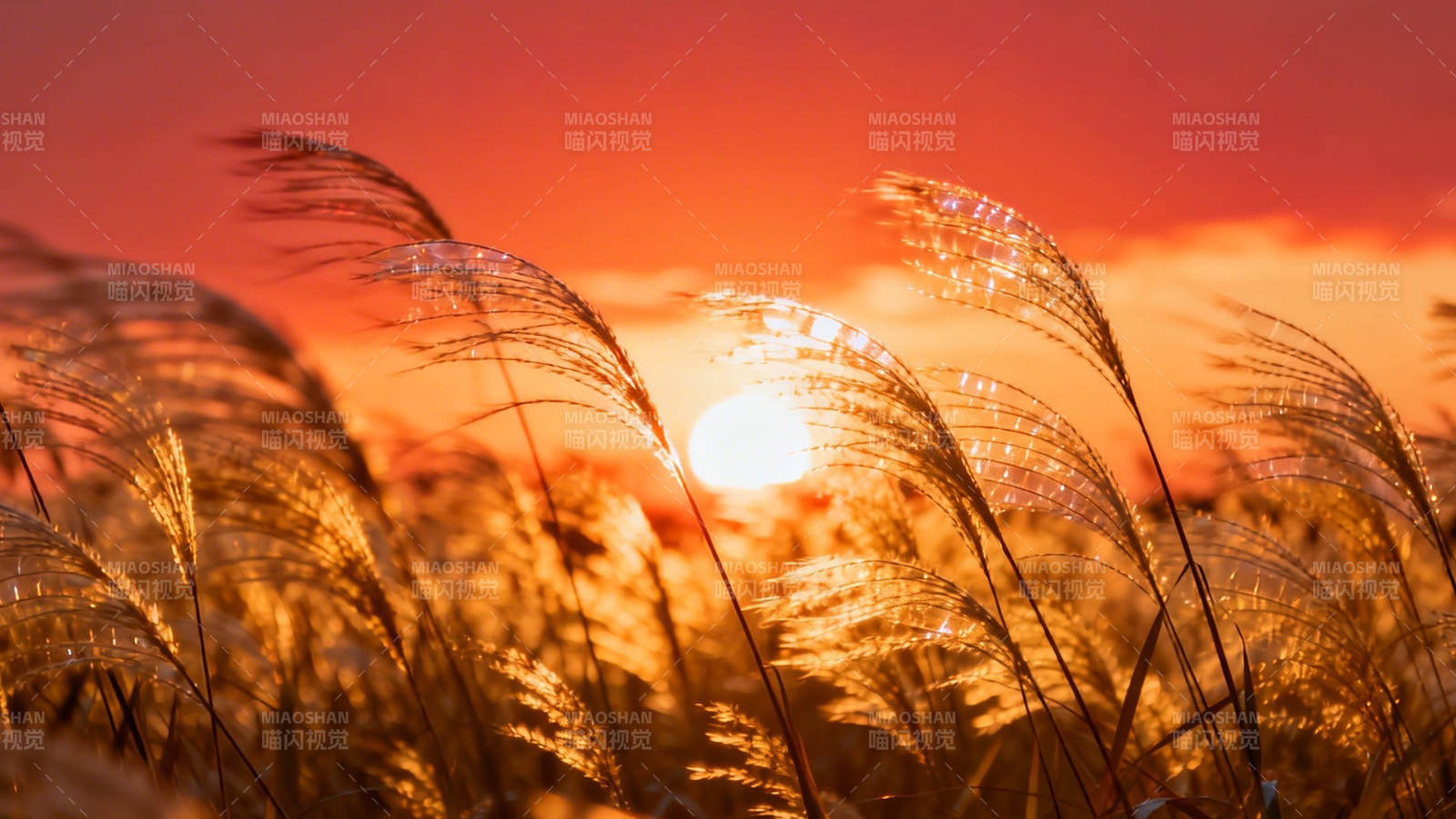 夕阳芦苇舞金辉图片