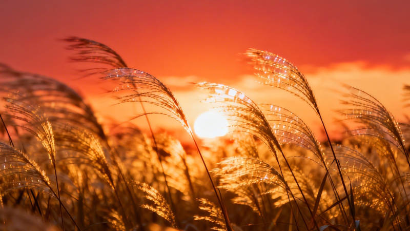 夕阳芦苇舞金辉图片
