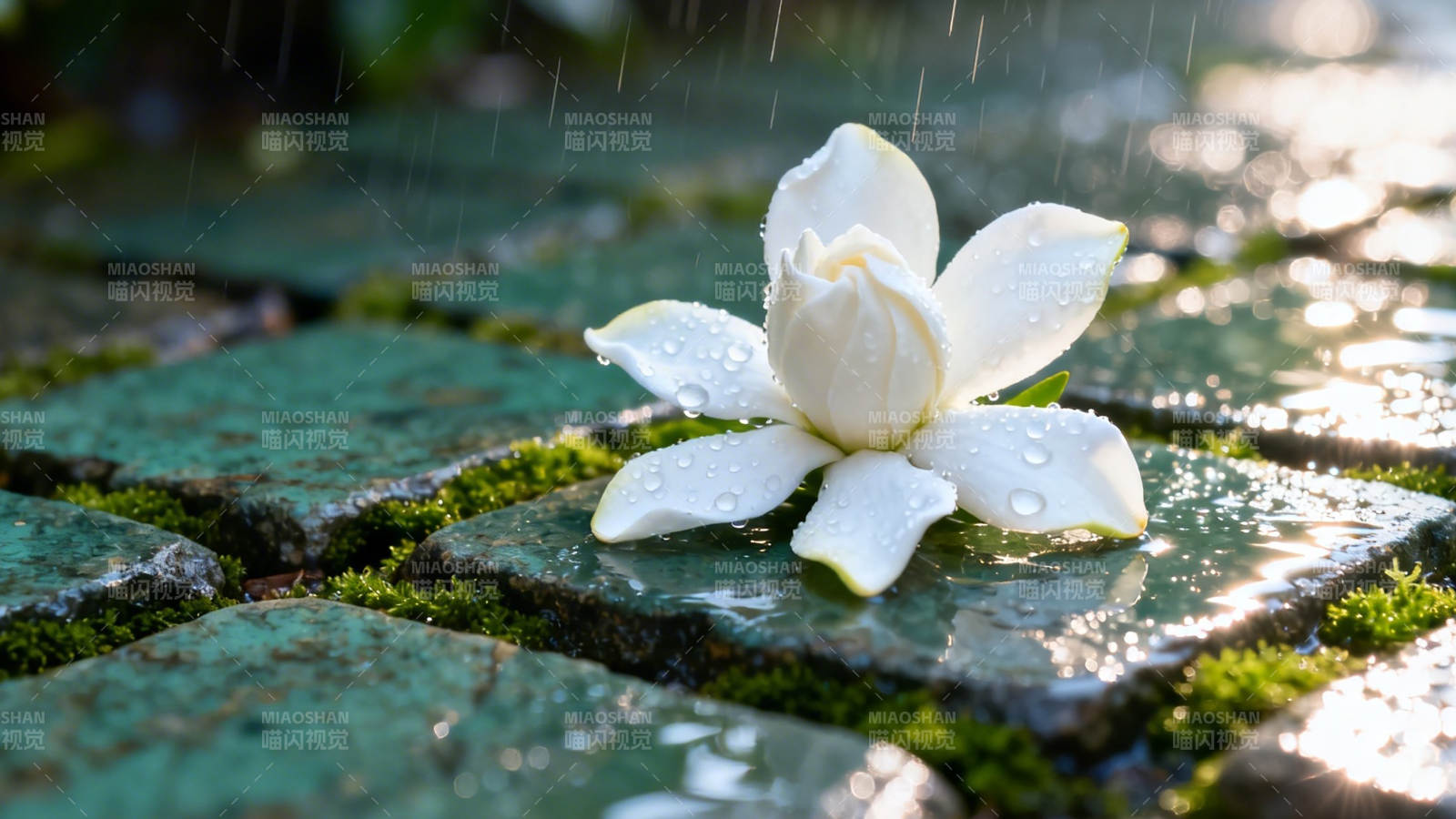 雨润白莲 青苔石上静开图片