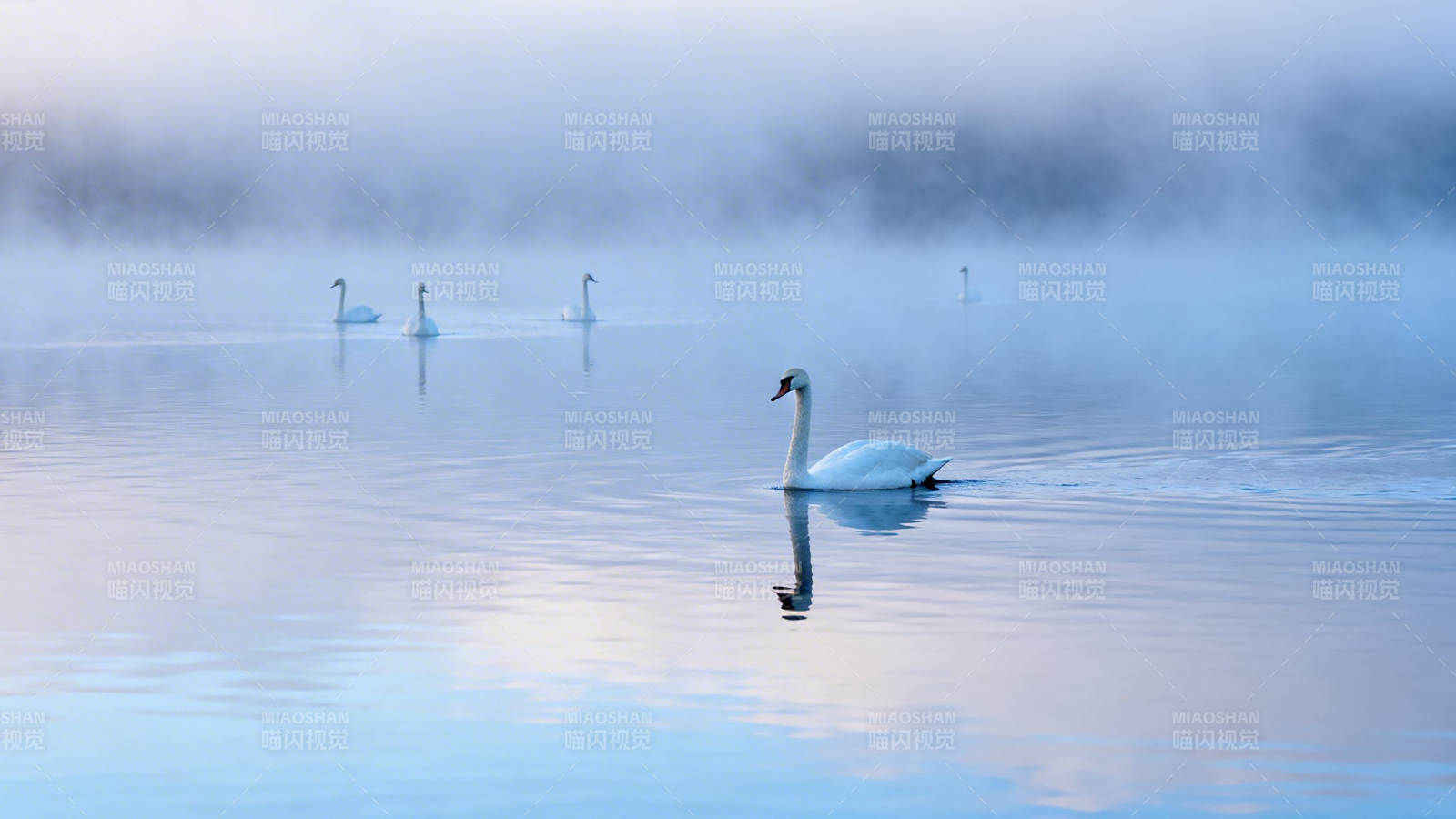 雾湖天鹅静游图图片