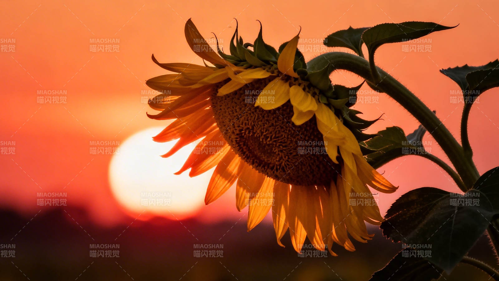 夕阳下的向日葵剪影图片