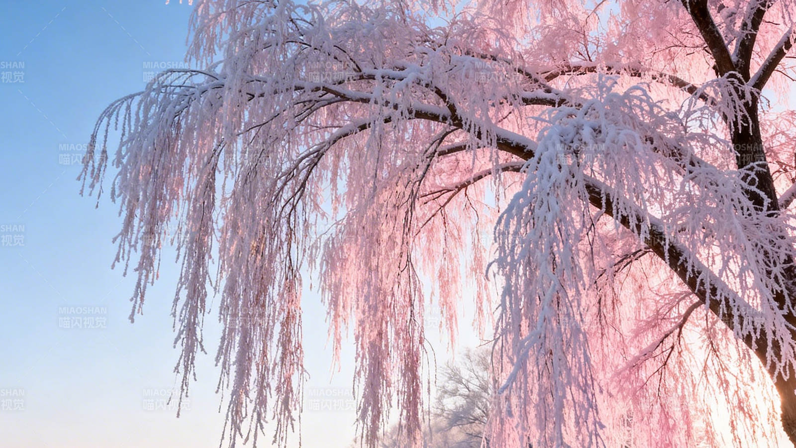 霜枝粉樱映蓝天图片