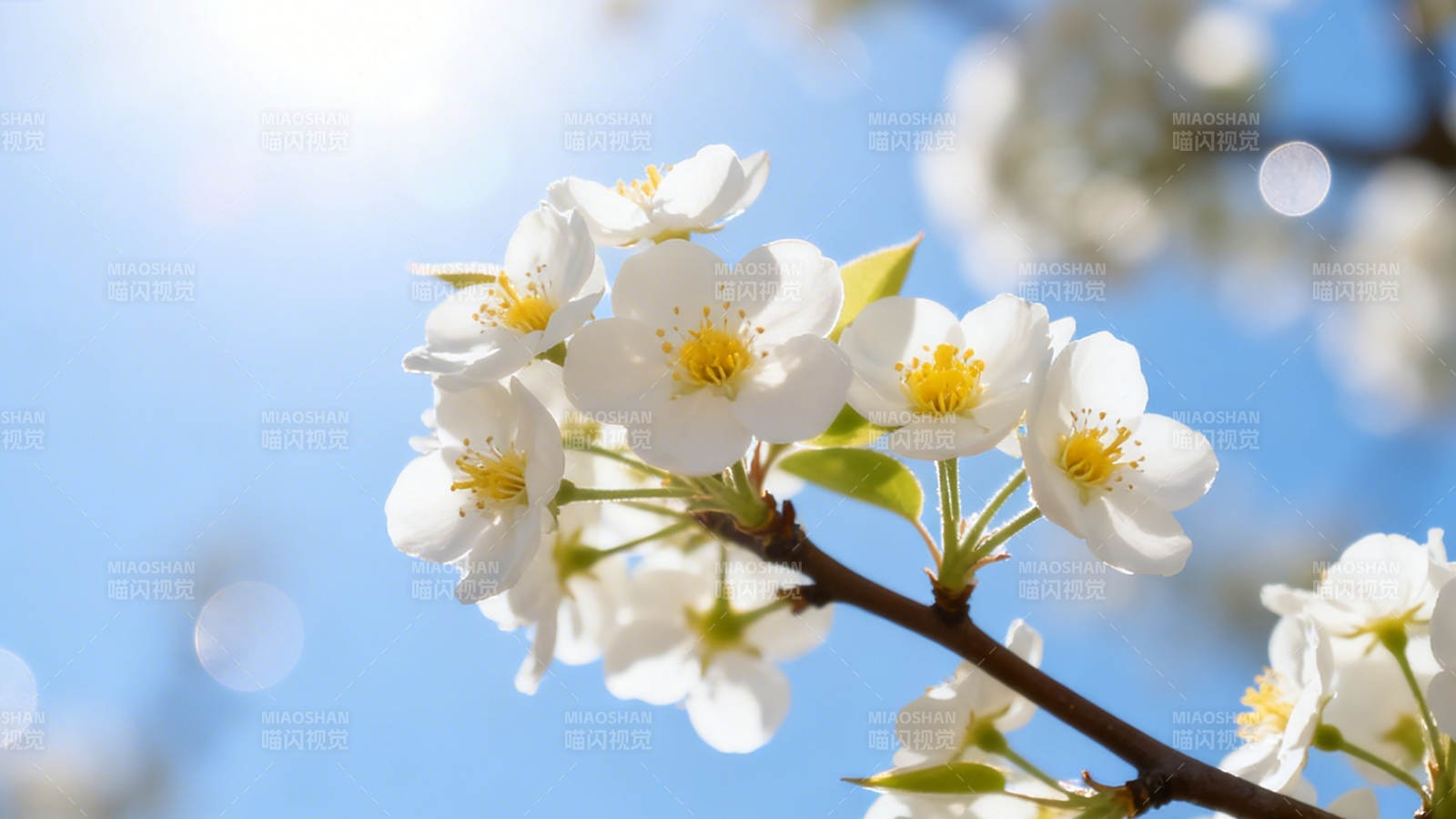 春日白花映蓝天图片