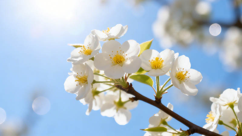 春日白花映蓝天图片