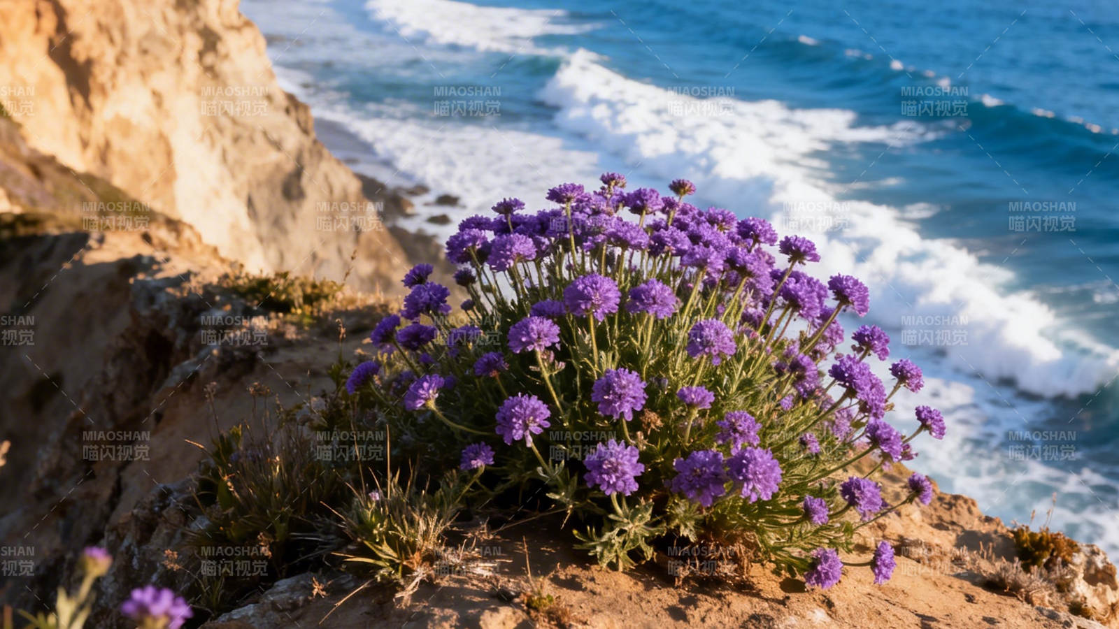崖边紫花迎海风图片