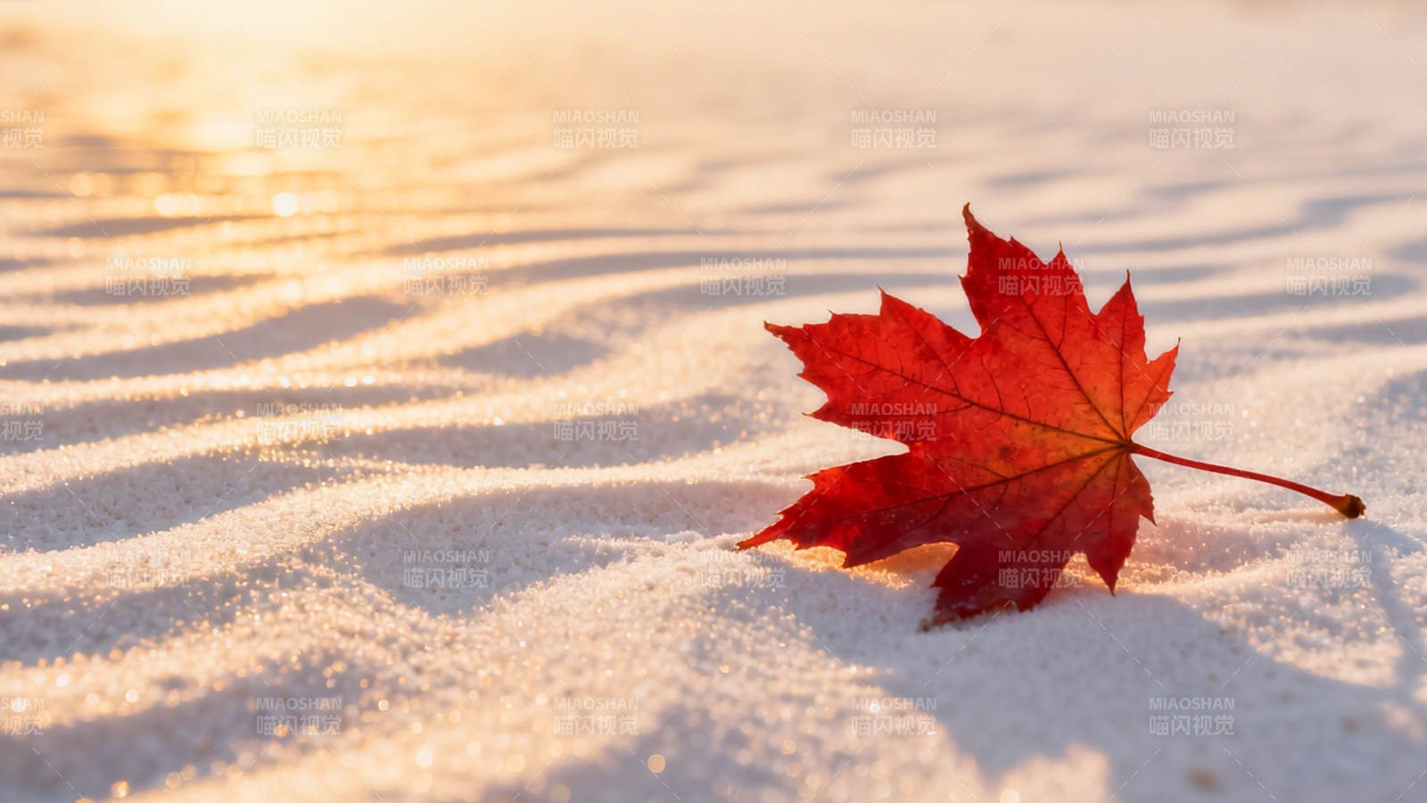 雪上红枫 暖阳映秋意图片