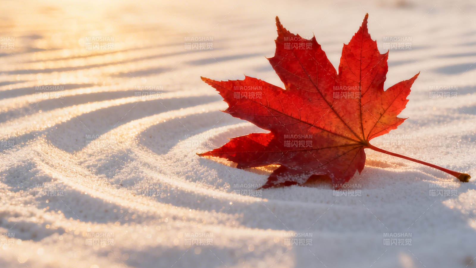 红叶卧雪 秋尽冬初图片