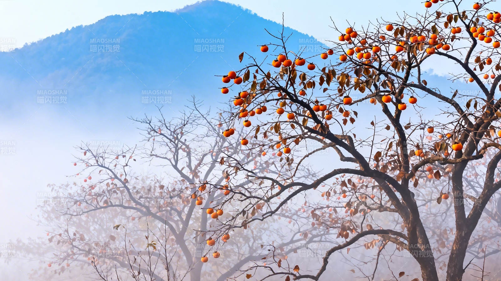 雾中柿树映青山图片