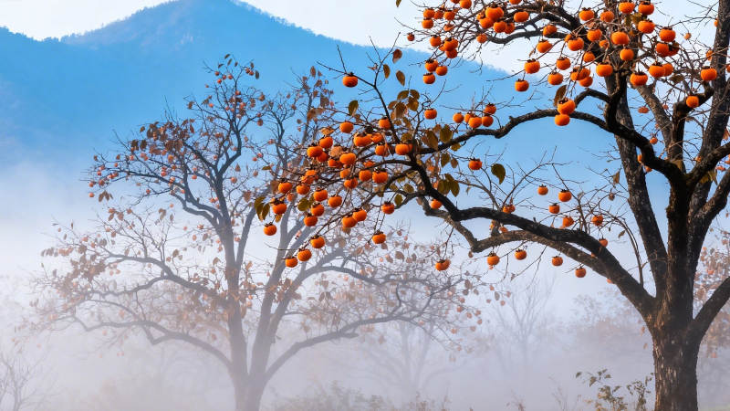雾中柿树挂满橙红果实图片
