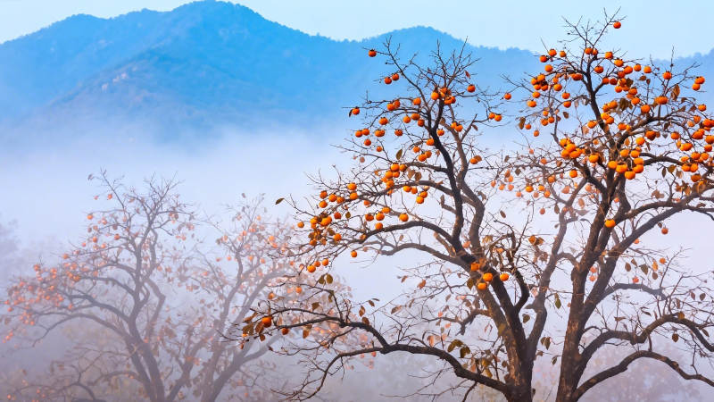 雾中柿树映青山图片