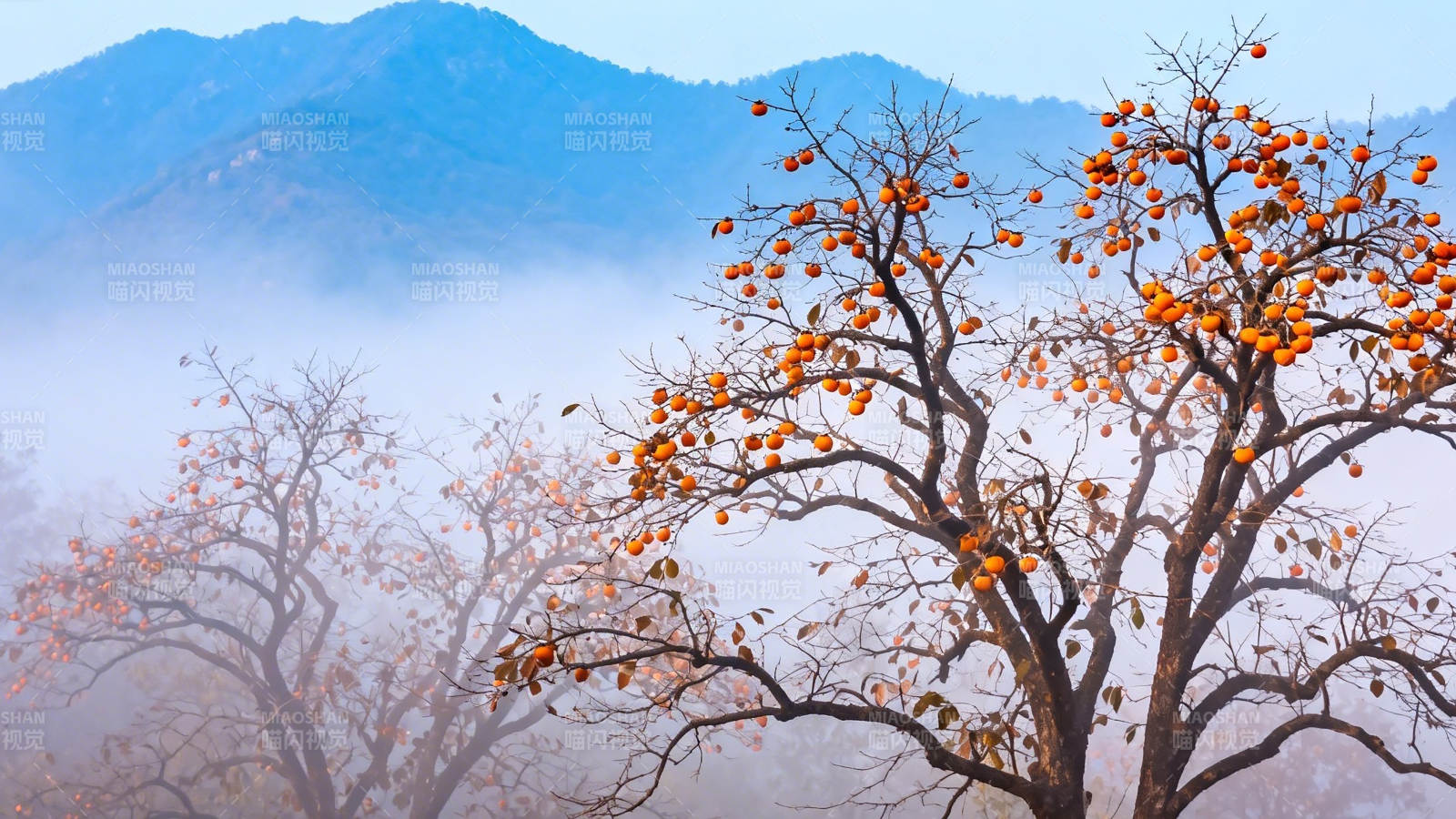 雾中柿树映青山图片
