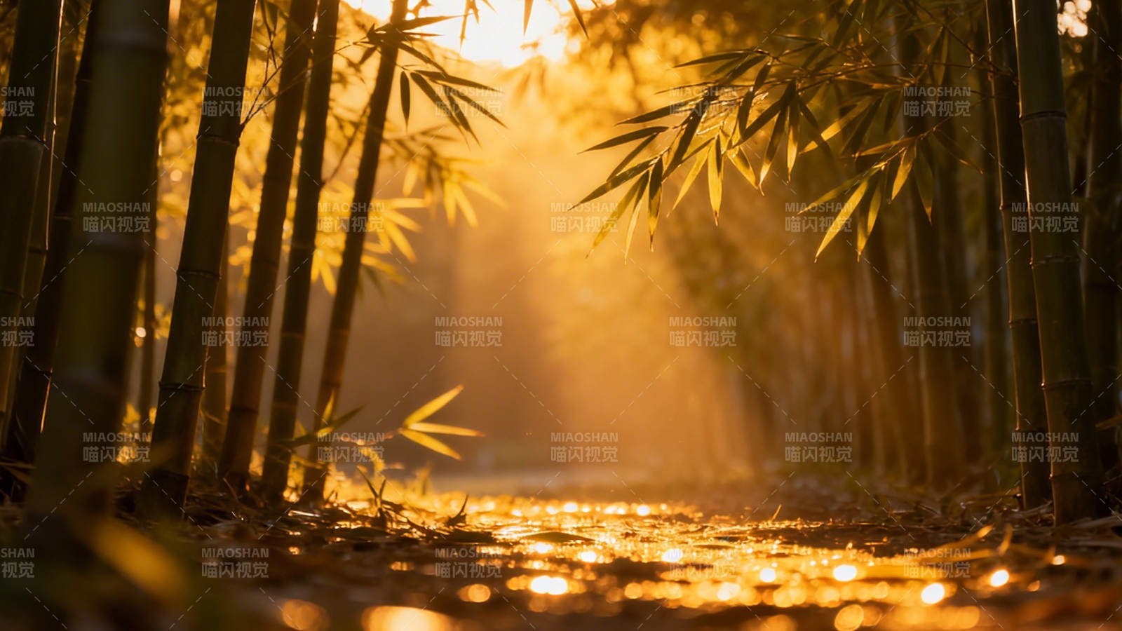 竹林金辉 晨光如醉图片