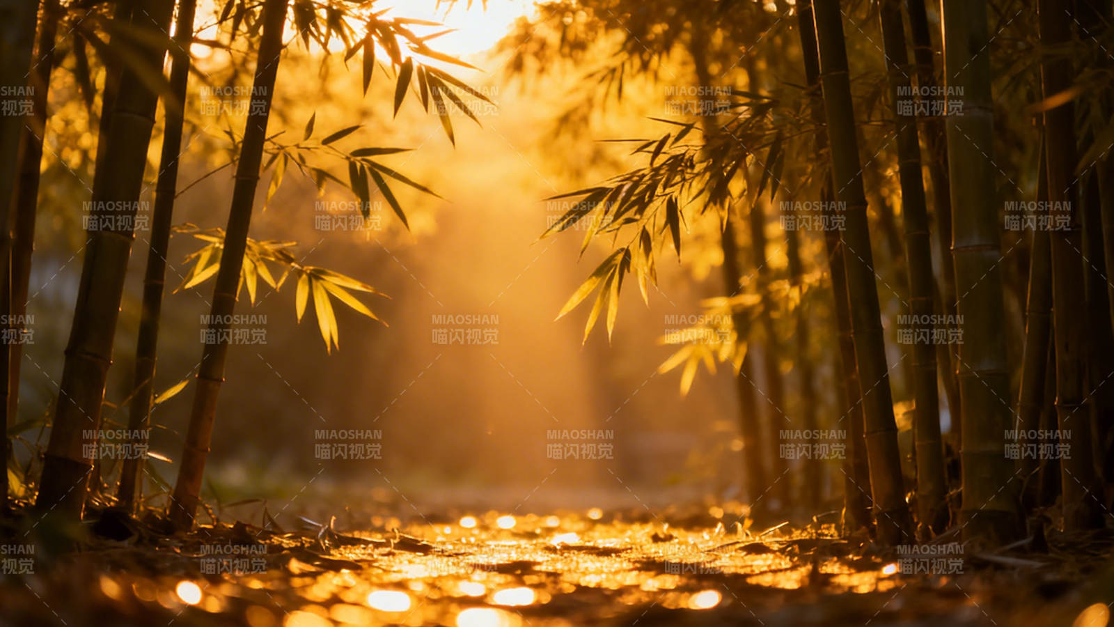 竹林夕照 金辉满地图片