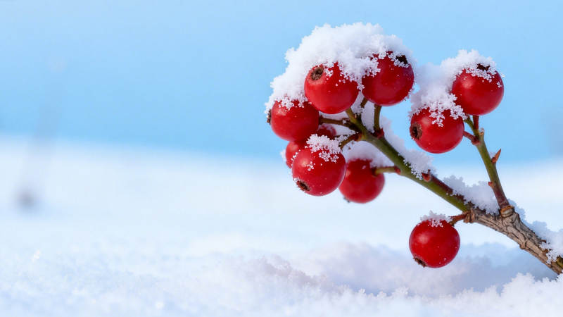 雪中红果映蓝天图片