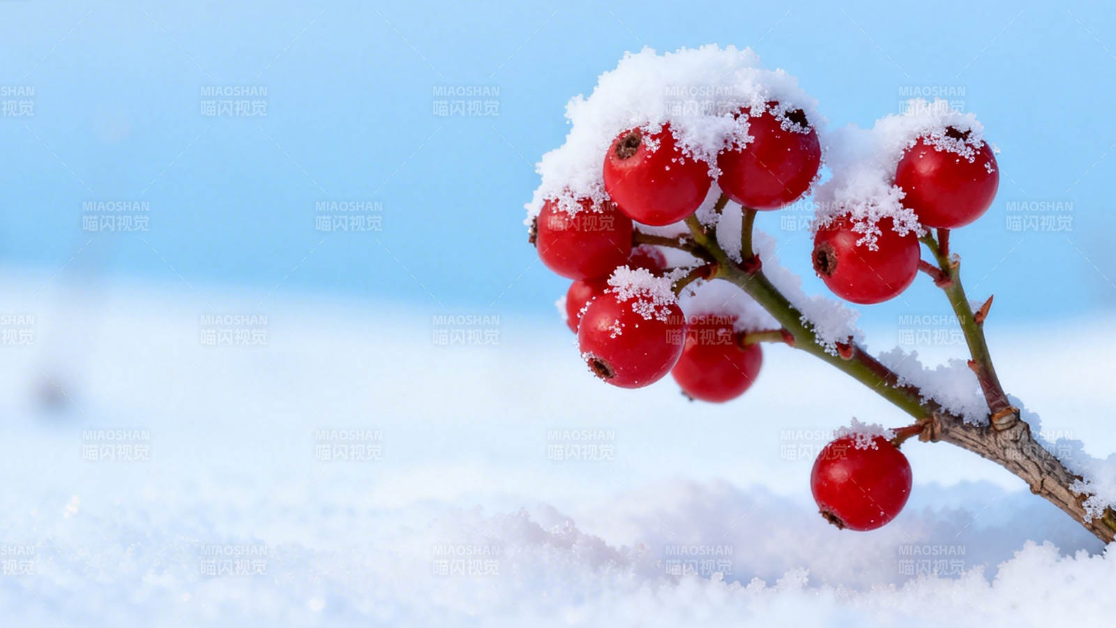 雪中红果映蓝天图片