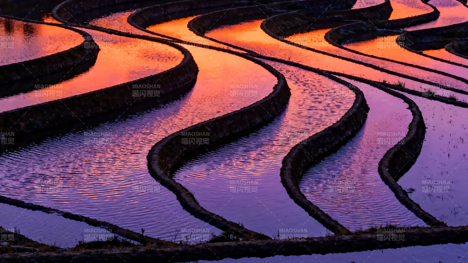 梯田映霞 水波如绸图片