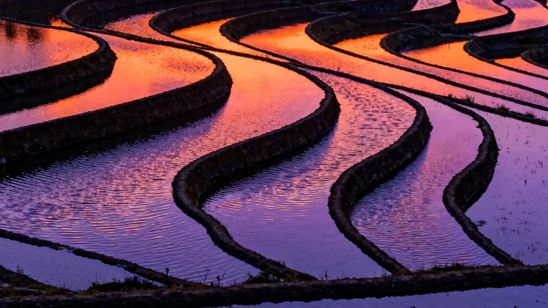 梯田映霞 水波如绸图片