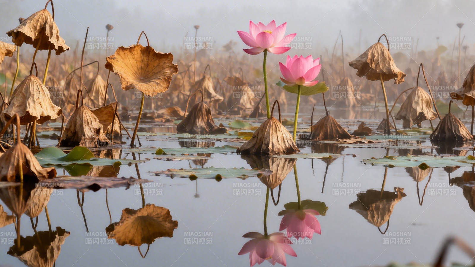 枯荷映粉莲 静水照残秋图片