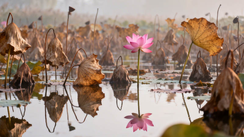 枯荷映粉莲 静水照残秋图片