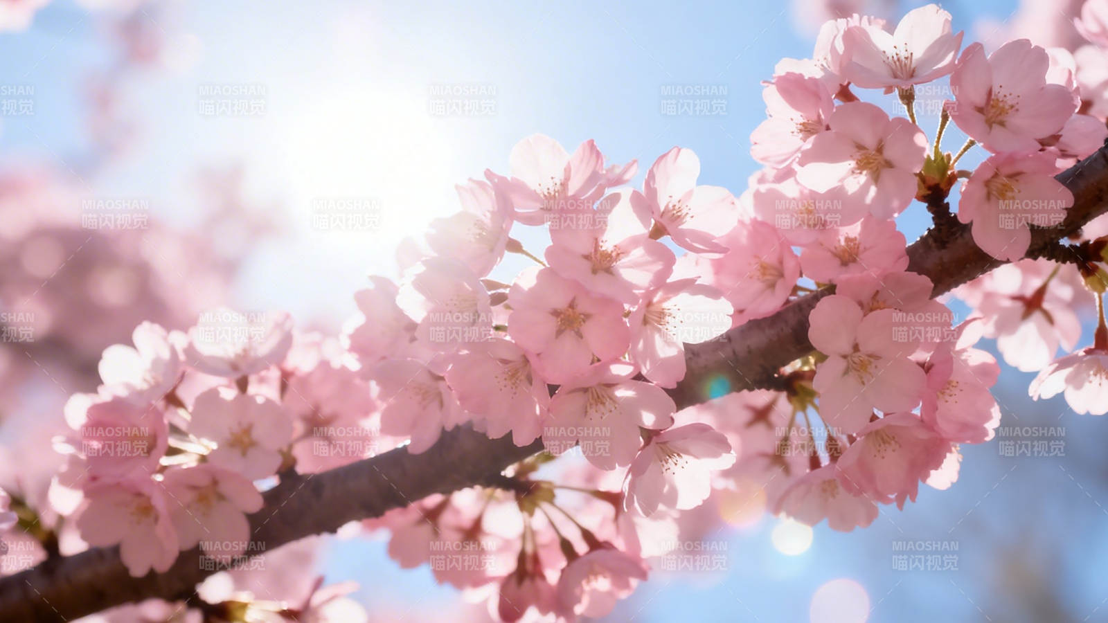 春日樱花 粉嫩绽放迎阳光图片