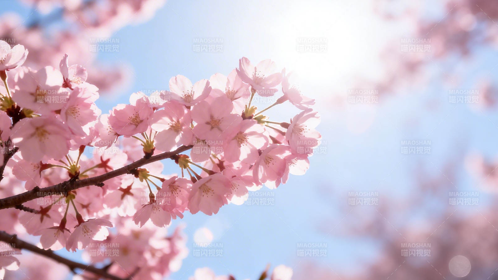 樱花绽放 春日暖阳下图片