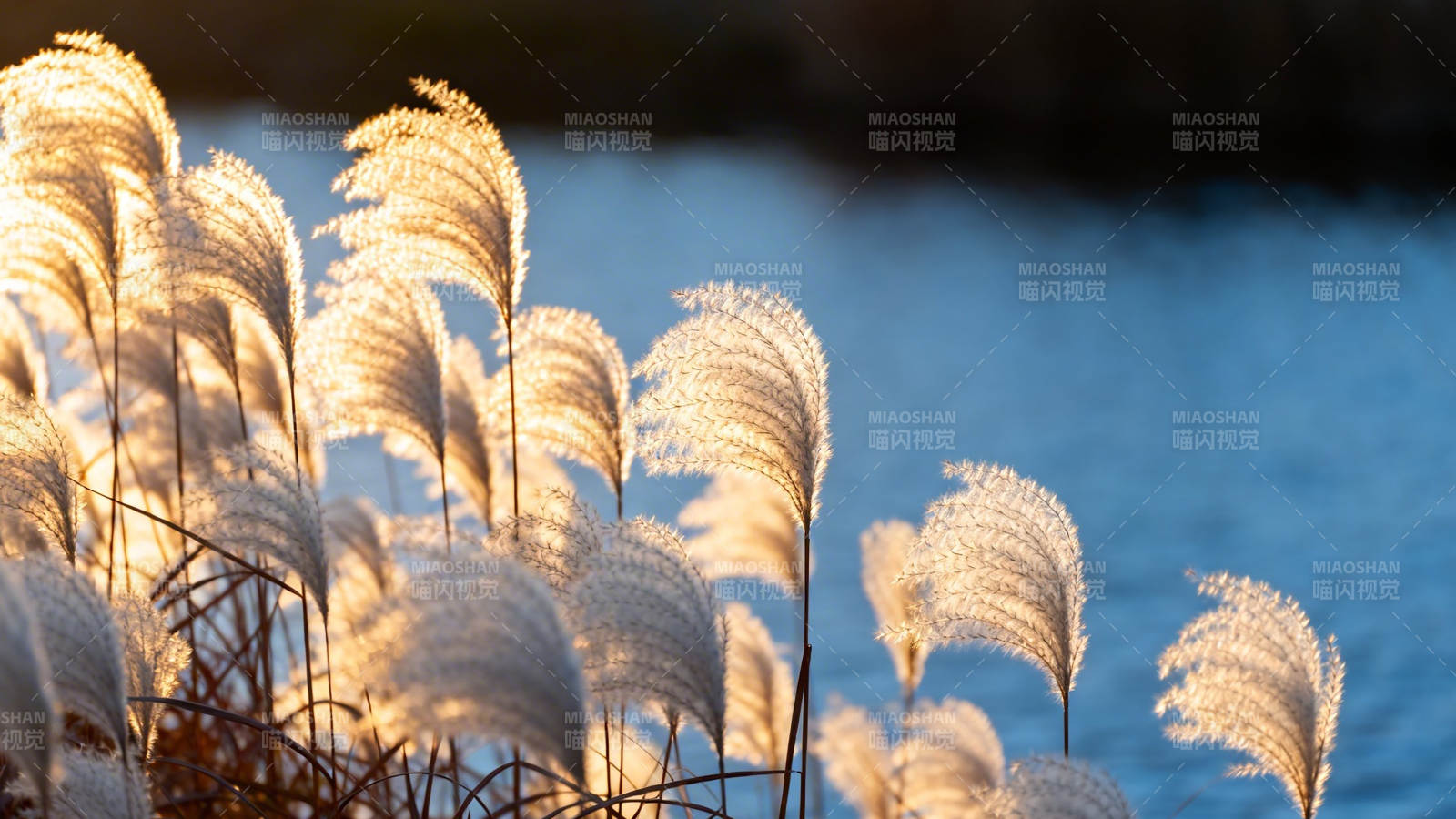 芦苇映水 夕照如金图片