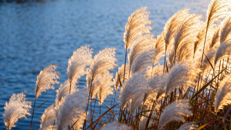 芦苇映水 夕照如金图片