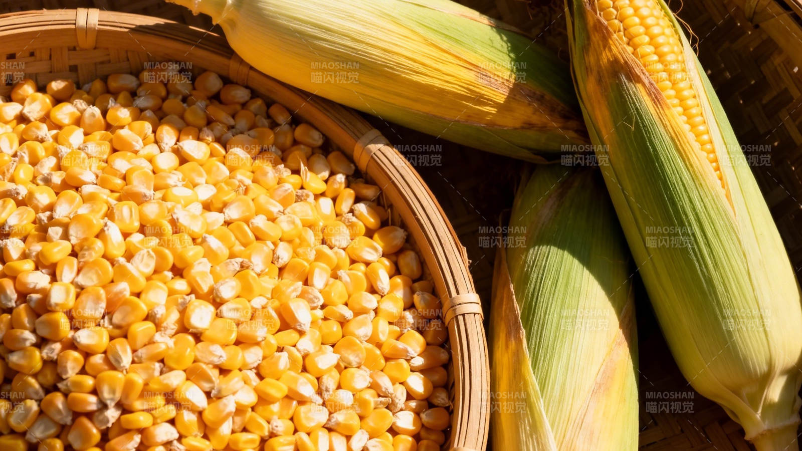 玉米丰收 金黄粒满筐图片