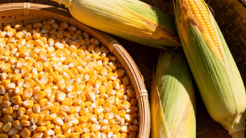 玉米丰收 金黄粒满筐图片