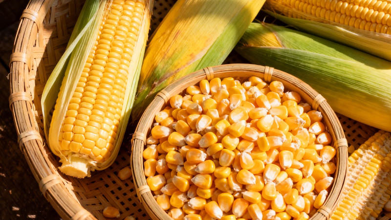 金黄玉米粒 丰收满篮香图片