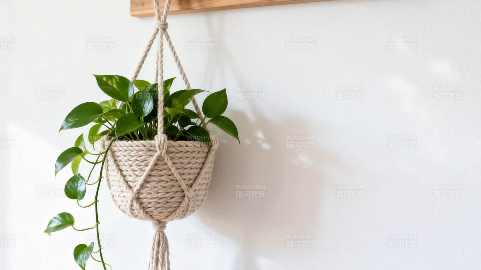 悬挂绿植 自然清新装饰图片