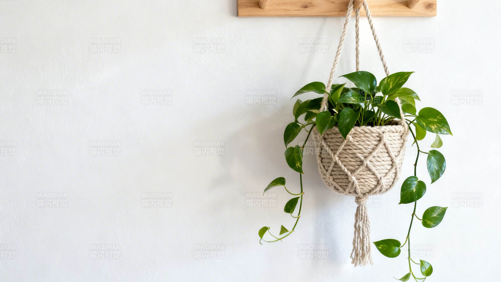 悬挂绿植 清新自然风图片