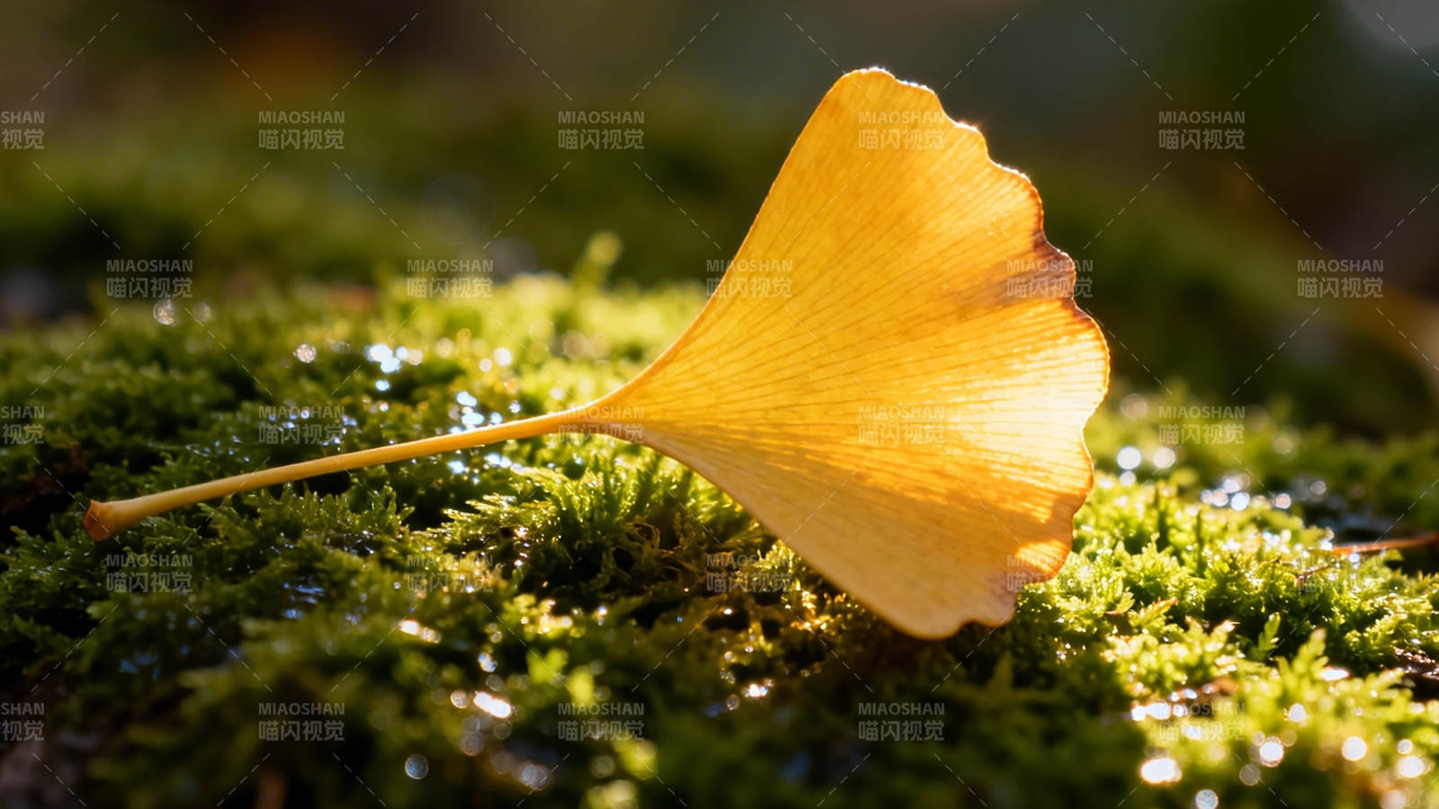 银杏叶落苔上 秋光静好图片