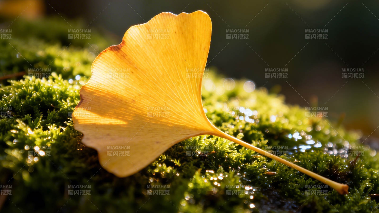 银杏叶落青苔上图片