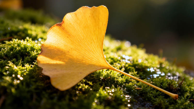 银杏叶落青苔上图片