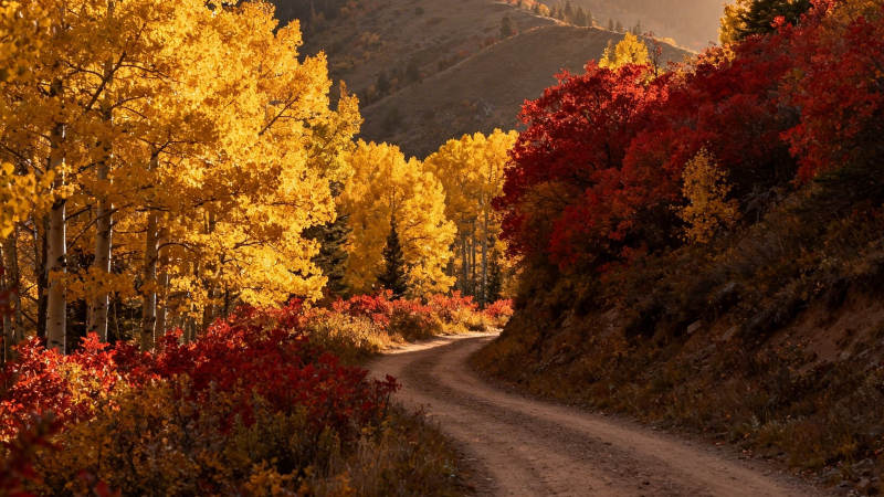 秋色染山径 金红映归途图片