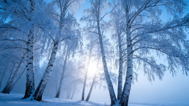 雪林晨光 白桦映蓝雾图片