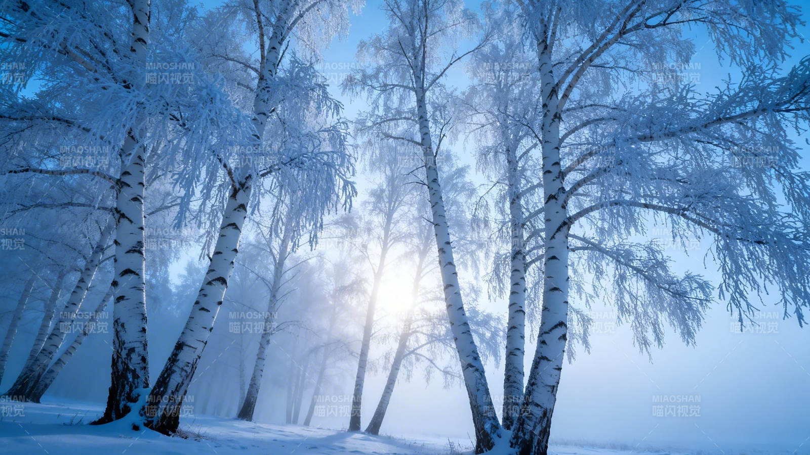 雪林晨光 白桦映蓝雾图片