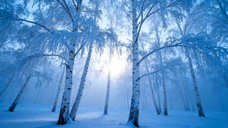 雪覆白桦 晨光如梦图片