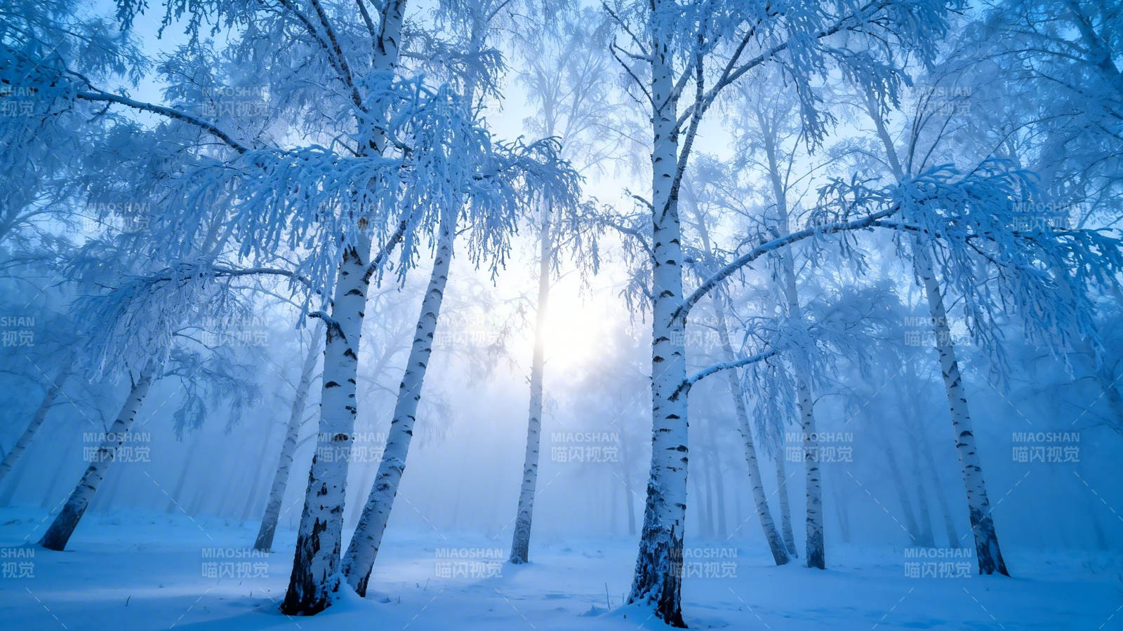 雪覆白桦 晨光如梦图片