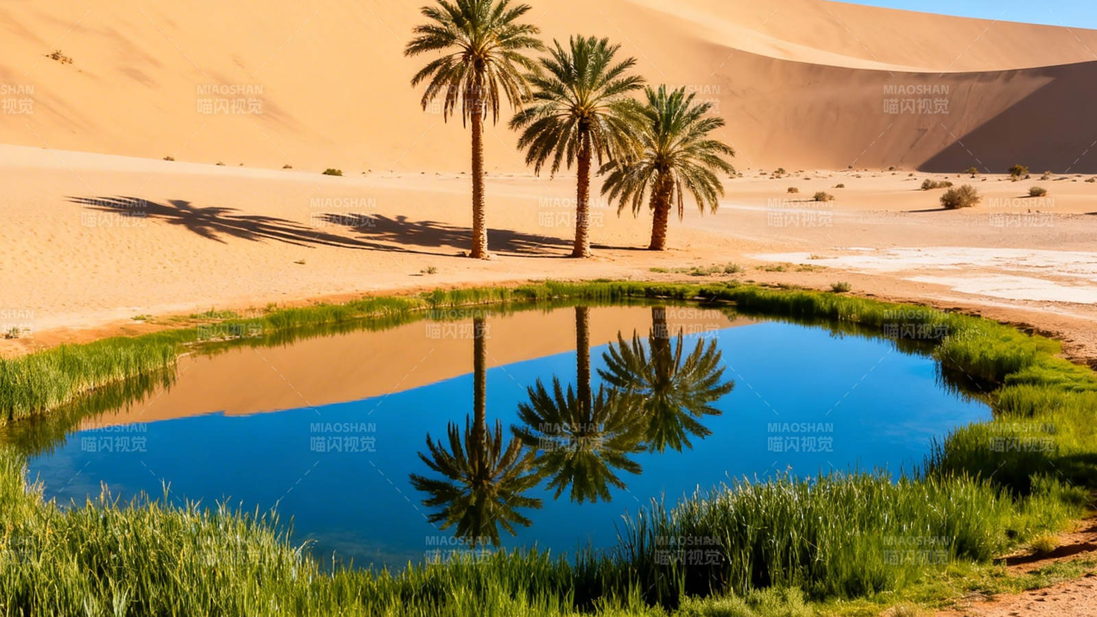 沙漠绿洲 棕榈映碧水图片