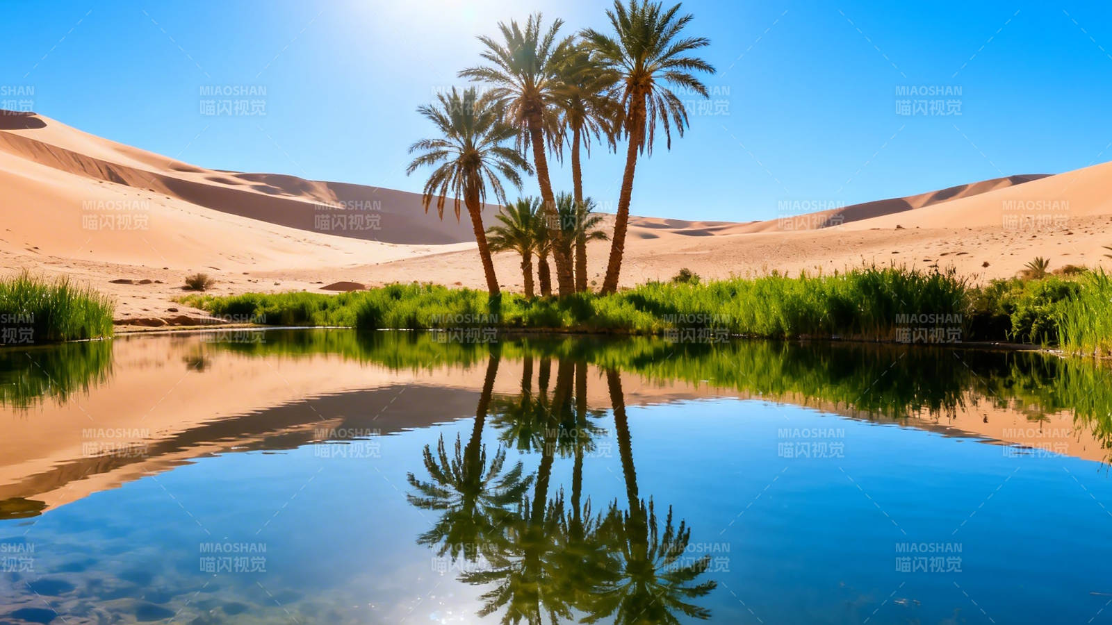 沙漠绿洲 棕榈映水图片