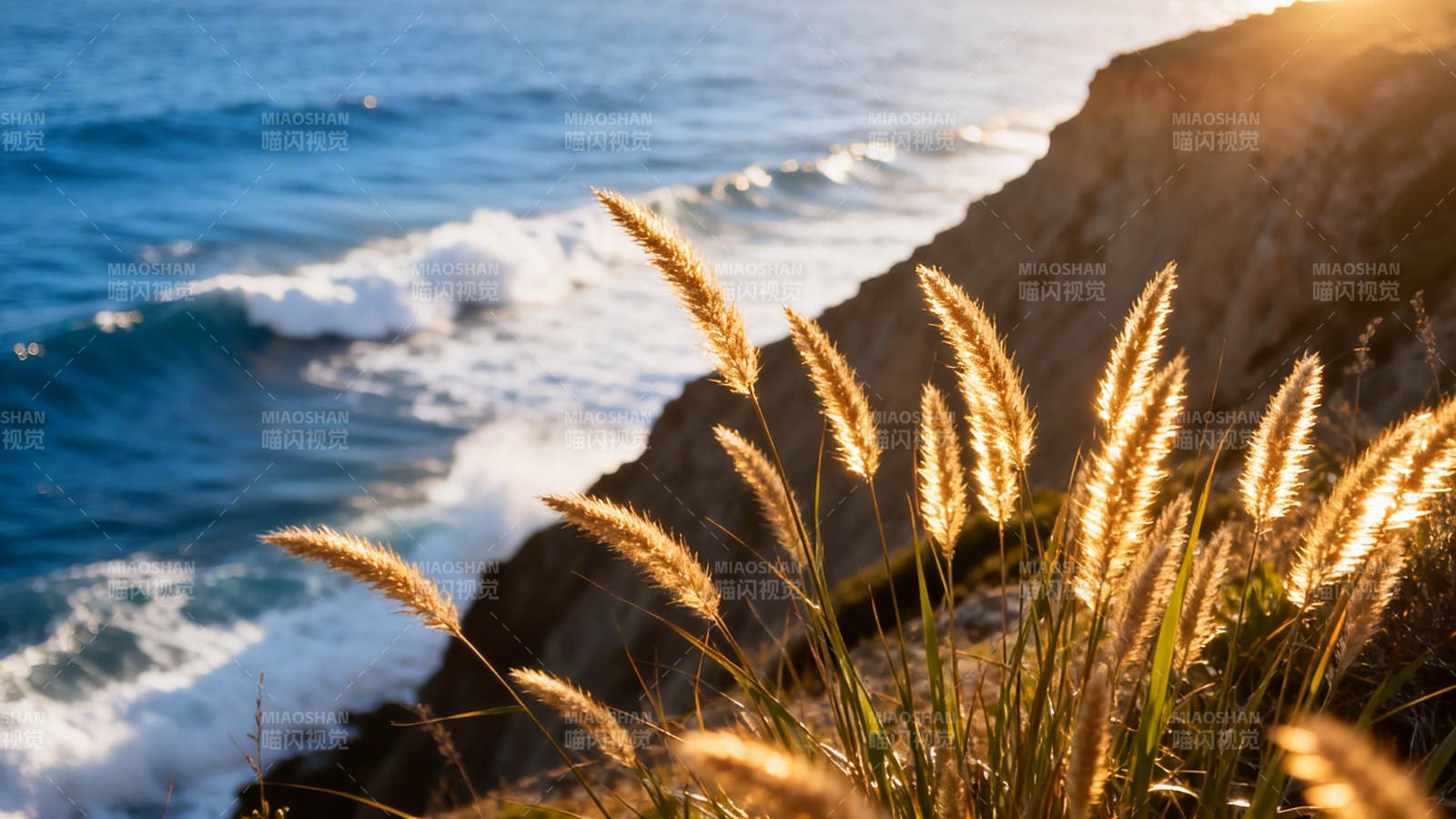 海崖金草迎夕照图片