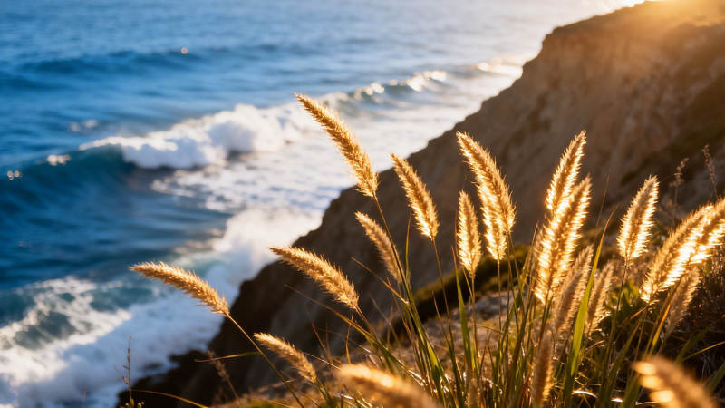 海崖金草迎夕照图片